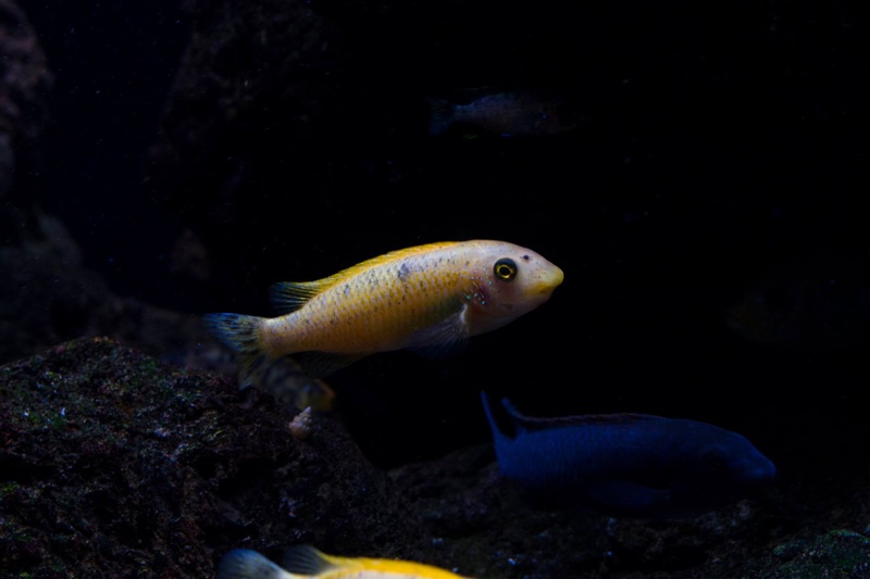Labeotropheus trewavasae 'Mitande Reef (Rocks)'